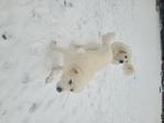 Great White Pyrenees puppies