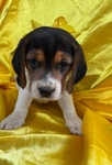 Beagle puppies AKC