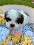 Shih-tzu pups!