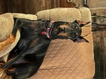 AKC Doberman Pinscher puppies