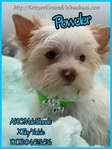 AKC Extra Tiny Male & Female Platinum & Blonde Parti Yorkies