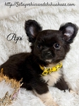 Stunning AKC Applehead Longcoat Male Chihuahuas