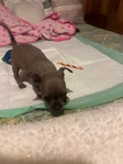 AKC Chihuahuas