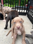 Doberman mix pitbull XL puppy