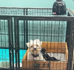 AKC Yorkie Puppies & Adult Maltese