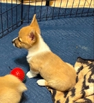 Pembroke corgi pip