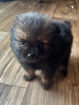Pom Puppies AKC