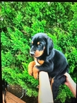 Doberman Puppies for sale