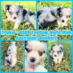 ASDR TOY AUSTRALIAN SHEPHERDS