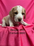 Beagle AKC Puppies