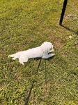 Rehoming 1 year old male maltipoo