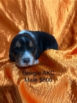 Beagle AKC Puppies