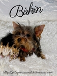 AKC Micro Female Traditional and Chocolate & Tan Yorkies