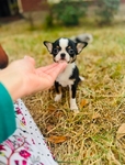Chihuahua elite puppies / Applehead females