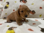 AKC Registered Miniature Dachshund Puppies