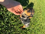 Forgive puppies
