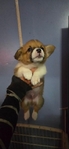 Pembroke Welsh Corgi Puppies