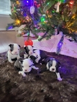 Boston Terrier Puppies