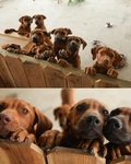 Rhodesian Ridgeback Puppies for Sale