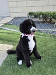Beautiful Bernadoodle for Sale $1600.00