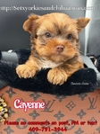 AKC Micro Yorkies Ready Now!