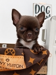 AKC Micro Mother’s Day Applehead Chihuahuas