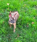 6 month old French Bulldog pup