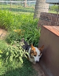 Male Corgi