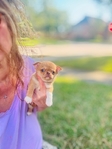 Chihuahua puppies in Houston Clear Lake