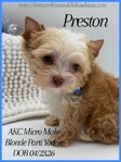 AKC Extra Tint Male Blonde Parti Yorkie