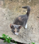 Free cat