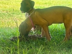 Black Mouth Cur puppies