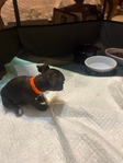 AKC Chihuahuas