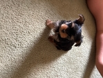 Toy yorkies