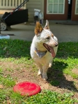 Beautiful Corgi Needs New Home