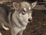 wolf hybrids for sale