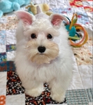 AKC  Male Teacup/Miniature  Schnauzer Puppies