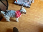 4 MALE YORKIES $400