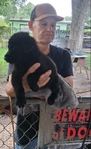 Solid Black German Shepherd Puppies