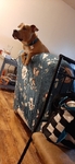 Pitbull Terrier