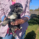 CKC TOY MALTESE-SCHNAUZER-POODLE