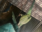 Quaker Parrots & parakeets (3 for sale of each)