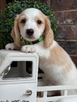 AKC Dachshunds
