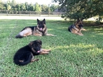Coming Soon! AKC Champion Line German Shepherd Pups!