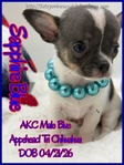 AKC Longcoat Merle & Smooth Coat Blue Male Chihuahuas