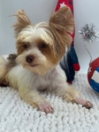 Adult AKC Stunning Male Yorkie