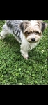 Thanksgiving Sale! AKC Yorkie Puppies & Adult AKC Parti Yorkie
