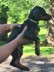 AKC Doberman Pinscher puppies