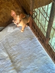 AKC female chihuahua