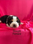 Beagle puppies AKC